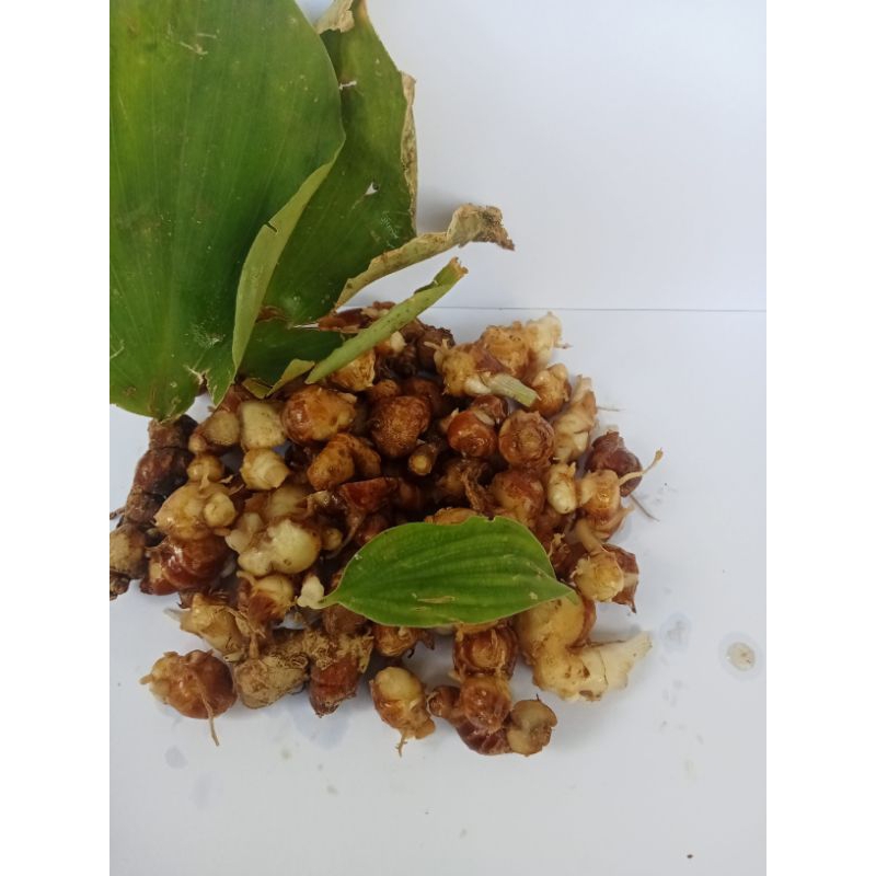 

Kencur/tua Fress, Buat Seblak, Premium lokal 100g/250g/1kg