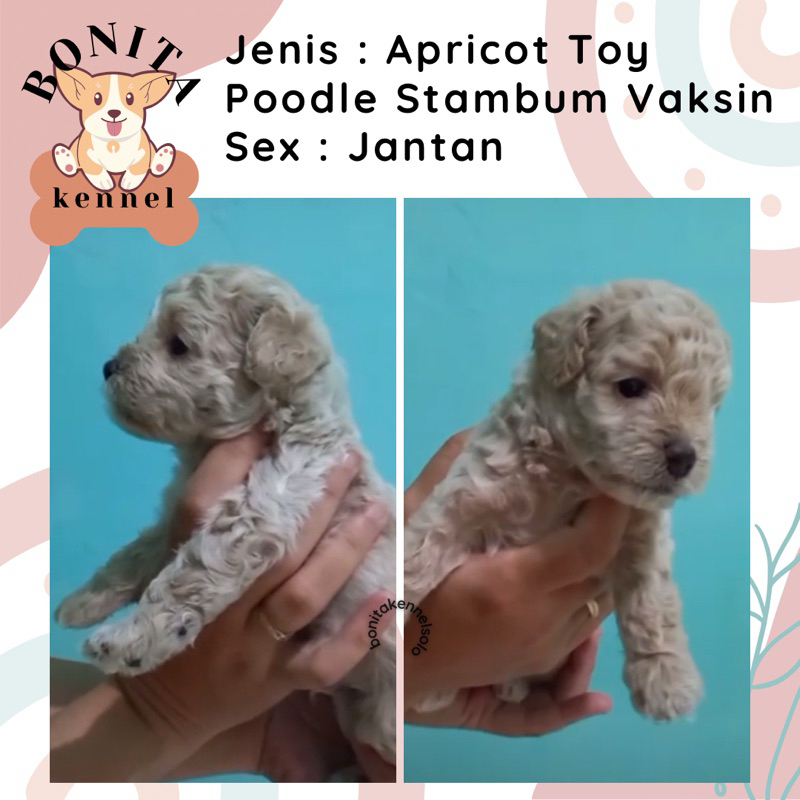 Particolor Apricot Toy Tea Cup Poodle Stambum Anak Anjing Poodle Abu Jantan Betina