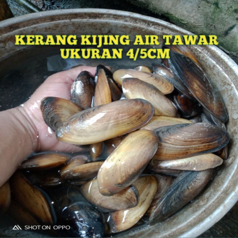 

KERANG KIJING AIR TAWAR PER 1 EKOR UKURAN 4/5 CM