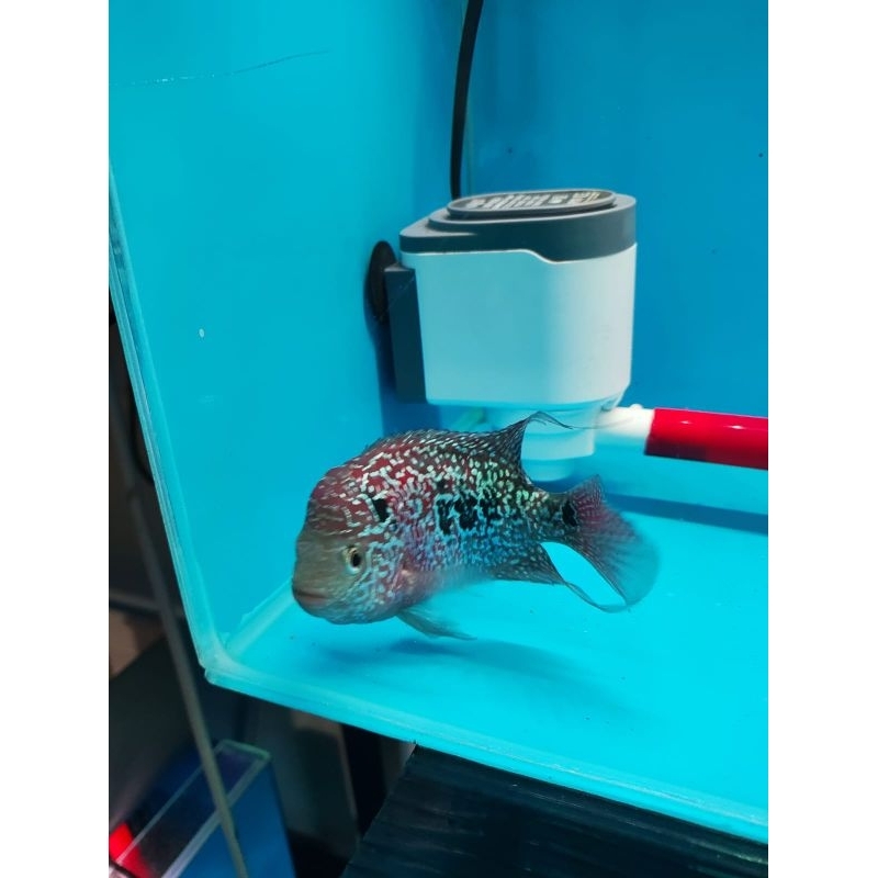 louhan kamfa thai betina