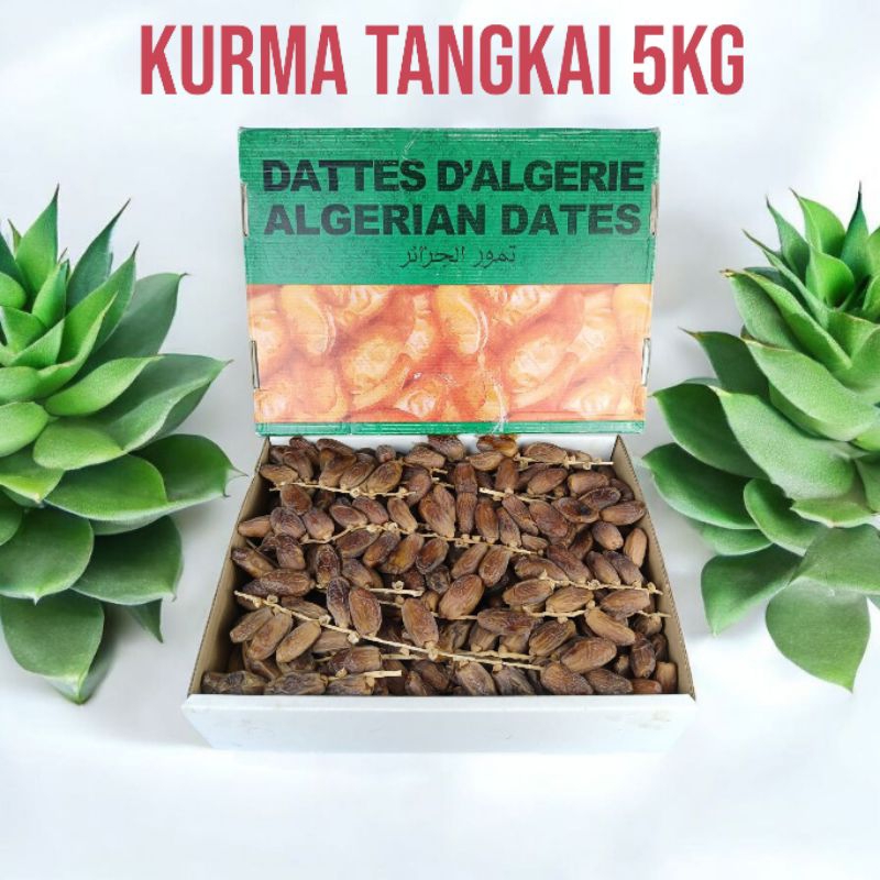 

Kurma Tunisia tangkai, Tunis tangkai 5kg