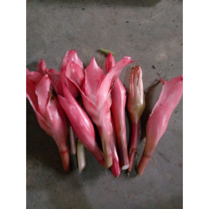 

bunga kecombrang merah masih fresh segar untuk perlengkapan memasak