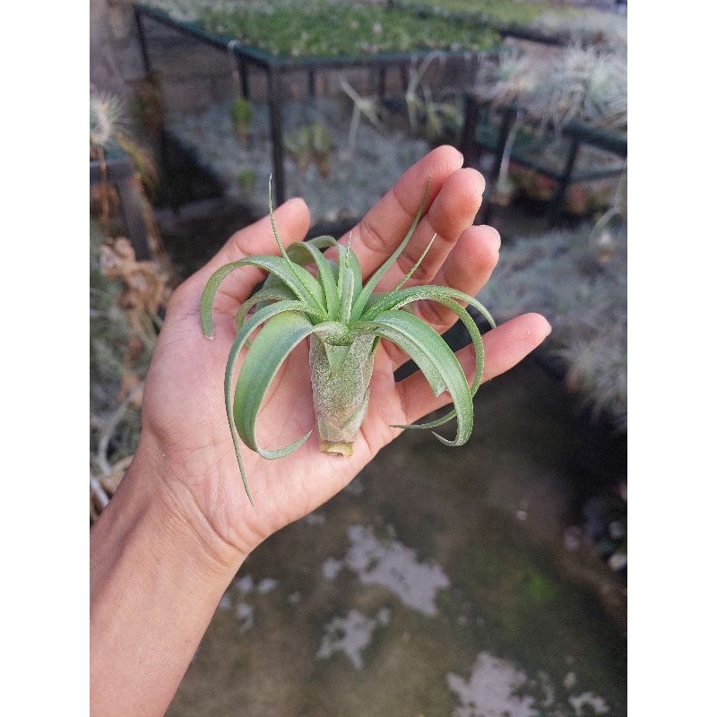 Tillandsia Eric Knobloch