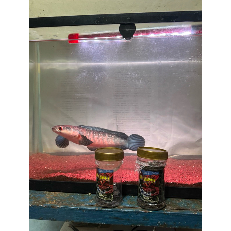 Maru Red Pangkalan Bun