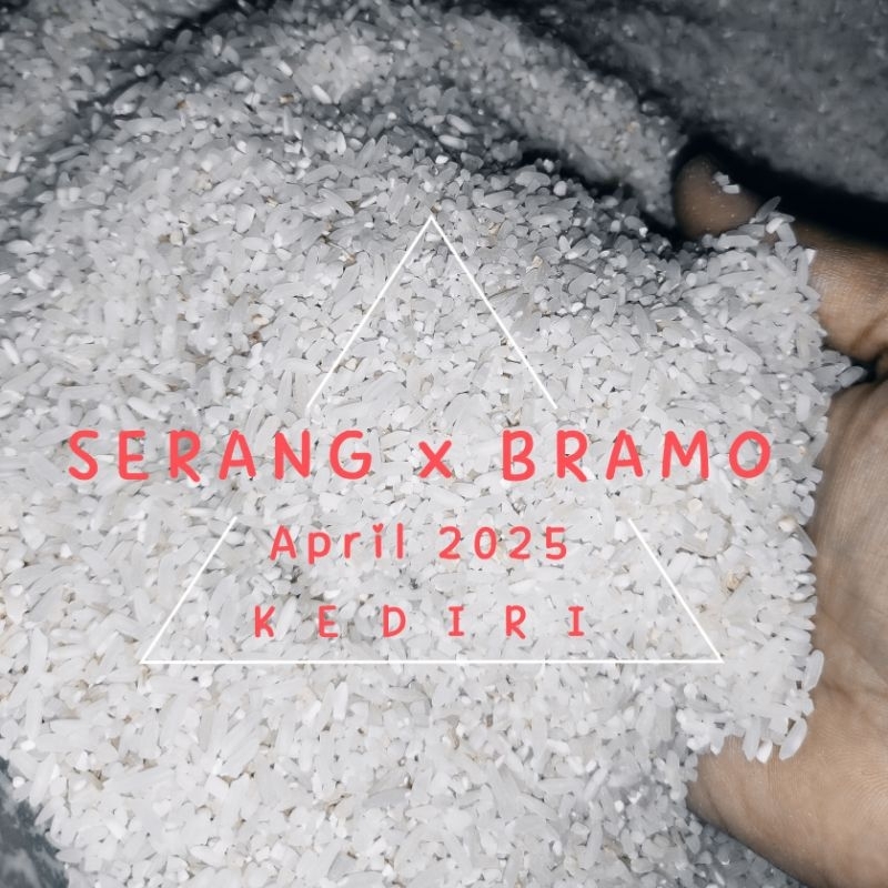 

BERAS MURAH HASIL PANEN SENDIRI benih SERANG X BRAMO