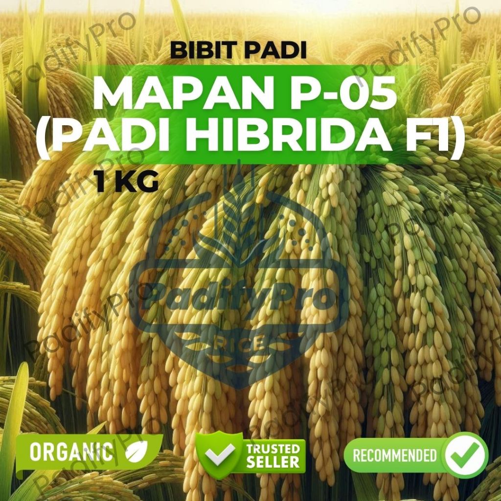 

Benih Padi Hibrida MAPAN P-05 F1 – Hasil Tinggi, 1Kg – Tahan Hama & Panen Cepat