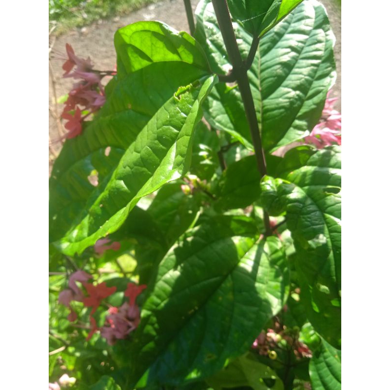 

daun nona makan sirih segar per 25 lembar