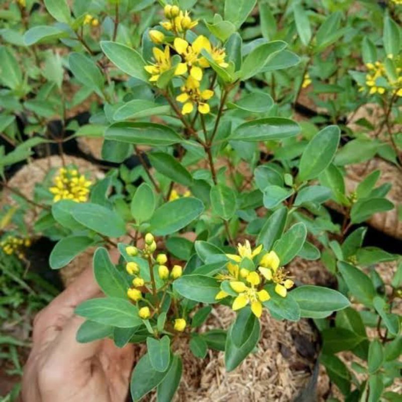 Tanaman hias hujan emas/Pohon hujan emas