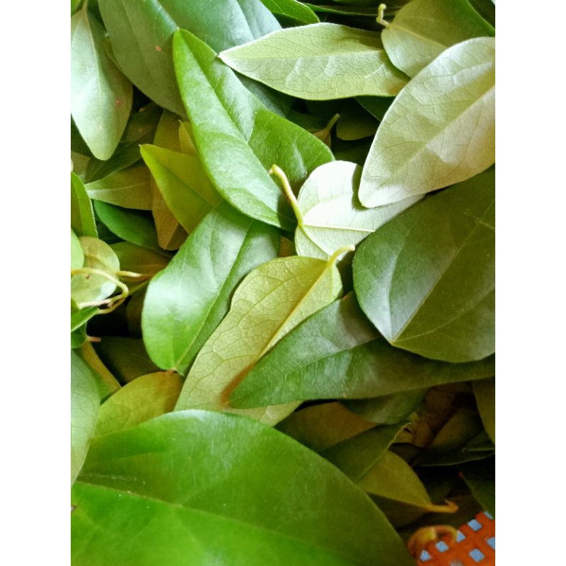 

Daun cincou rambat hijou segar/cincou jelly per 100gram