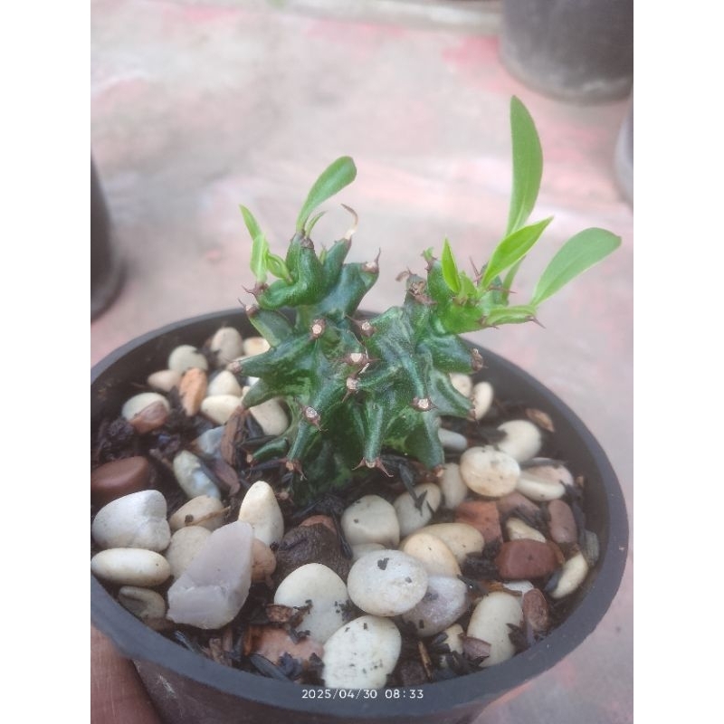 euphorbia ingens monstrose