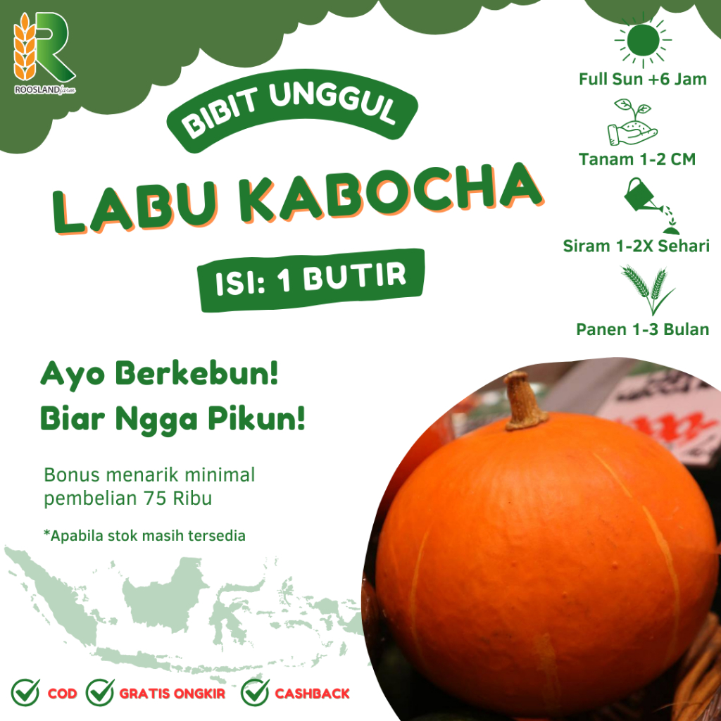 (1 BUTIR) BENIH BIJI LABU KABOCHA ASLI JEPANG KUALITAS PREMIUM