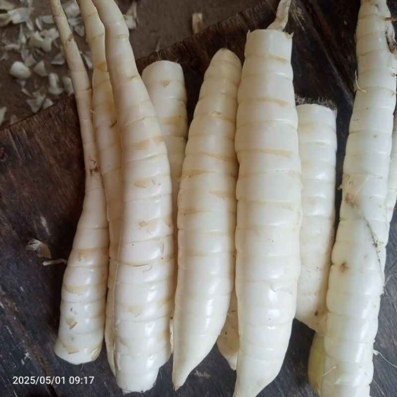 

Ubi garut FRESS ASAM LAMBUNG 500g