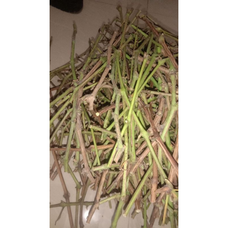 entres  anggur import