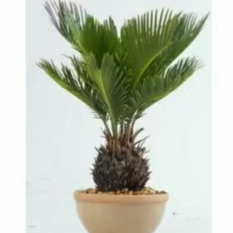 Tanaman  Mawar Jambe/ Tanaman Sikas Jambe