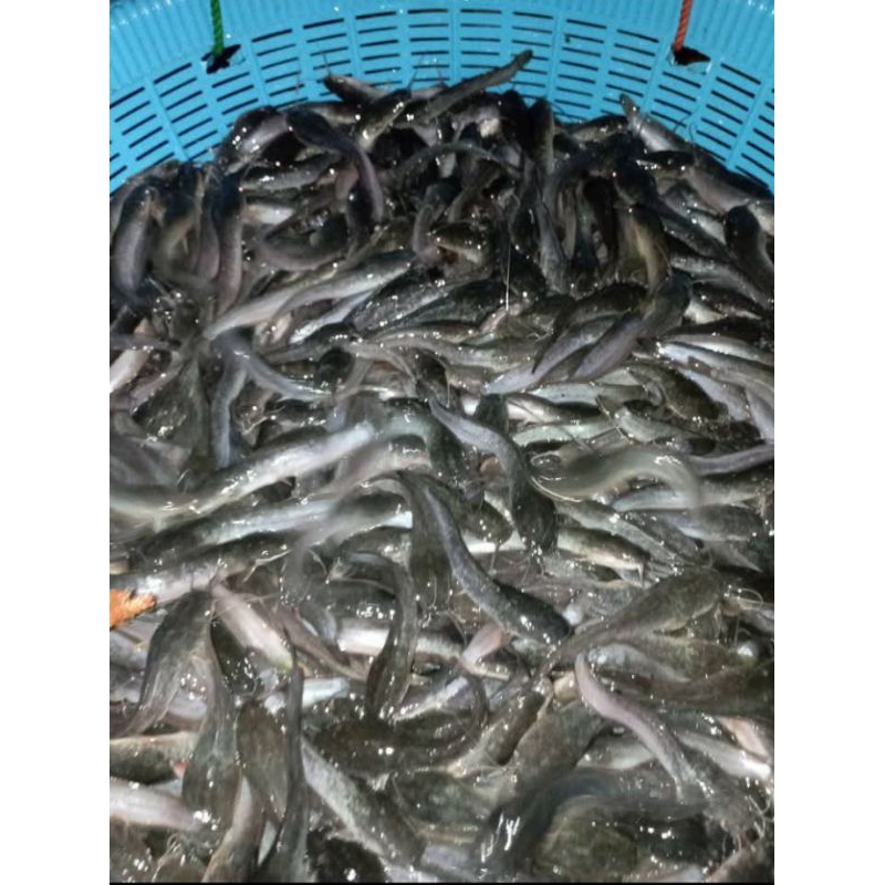 Bibit ikan lele ukuran 6-7cm paket isi 100 ekor