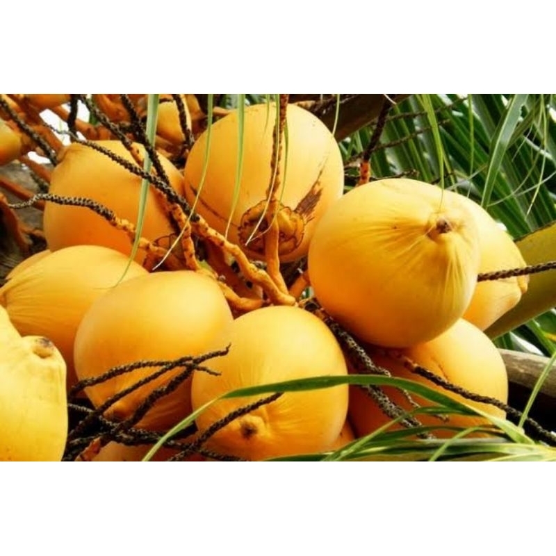 

kelapa gading kuning