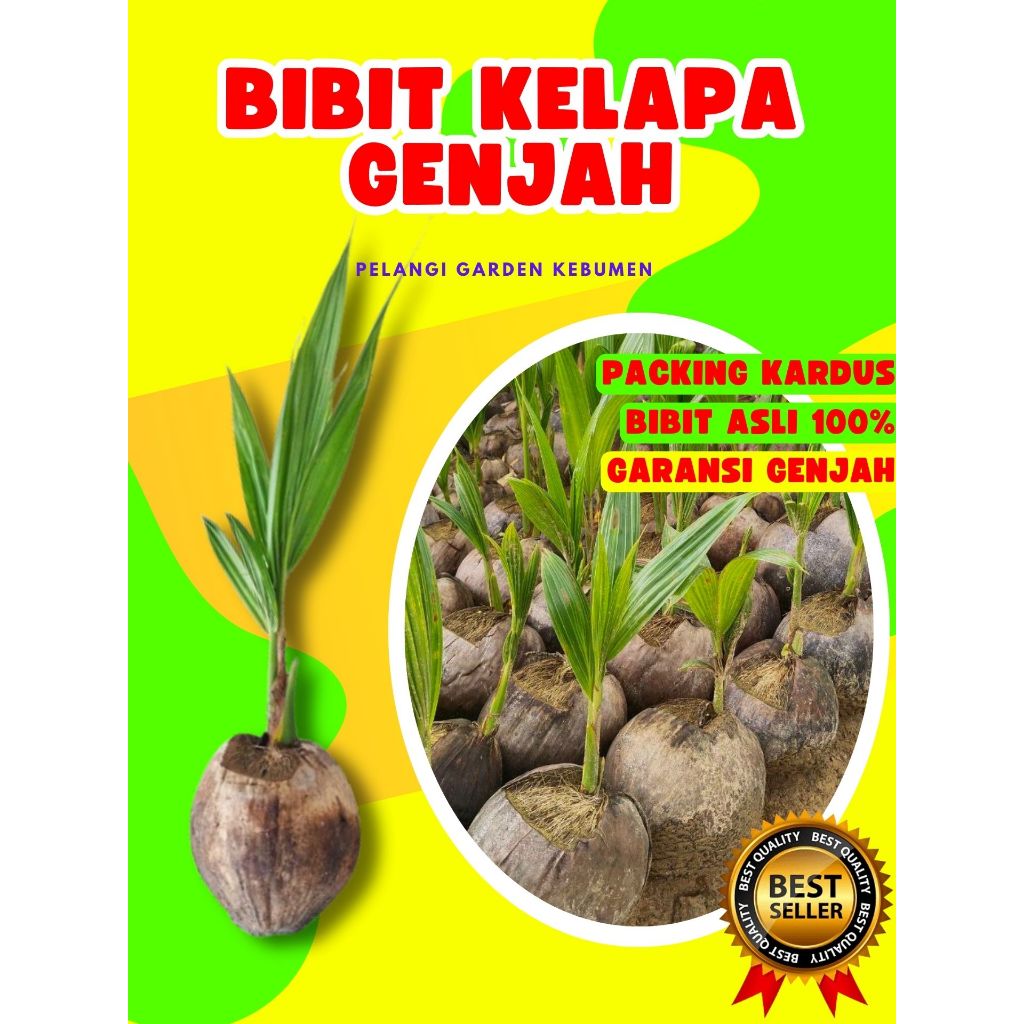 CEPAT BERBUAH.. Bibit Buah Kelapa Hijau, Bibit Buah Kelapa Hibrida Bersertifikat, Bibit Buah Kelapa 