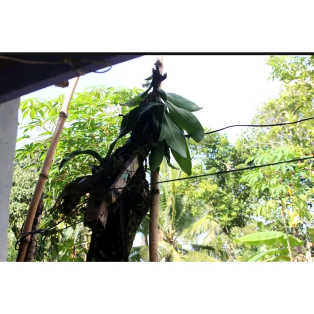 Lensa Manual Ricoh/ricenon 35-70 f 1.3.4 Macro