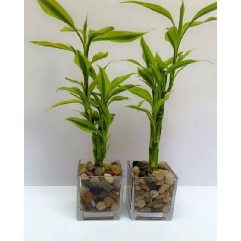 Bambu hoki golden tanaman hidup di air - Bambu hoki golden