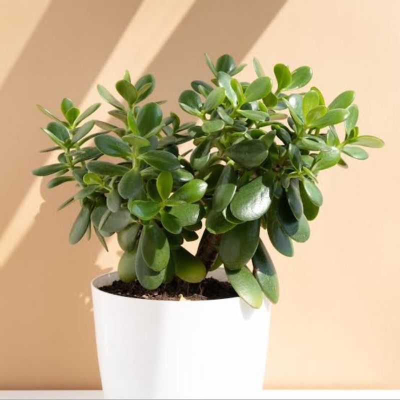 Tanaman hias jade plant - Jade plant green