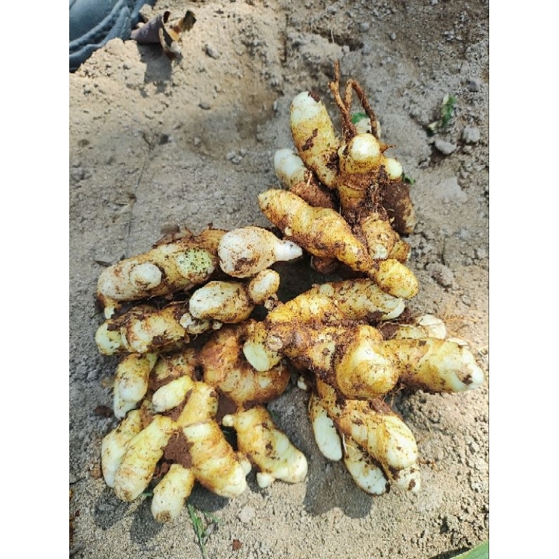 

kunyit putih 1 kg bersih