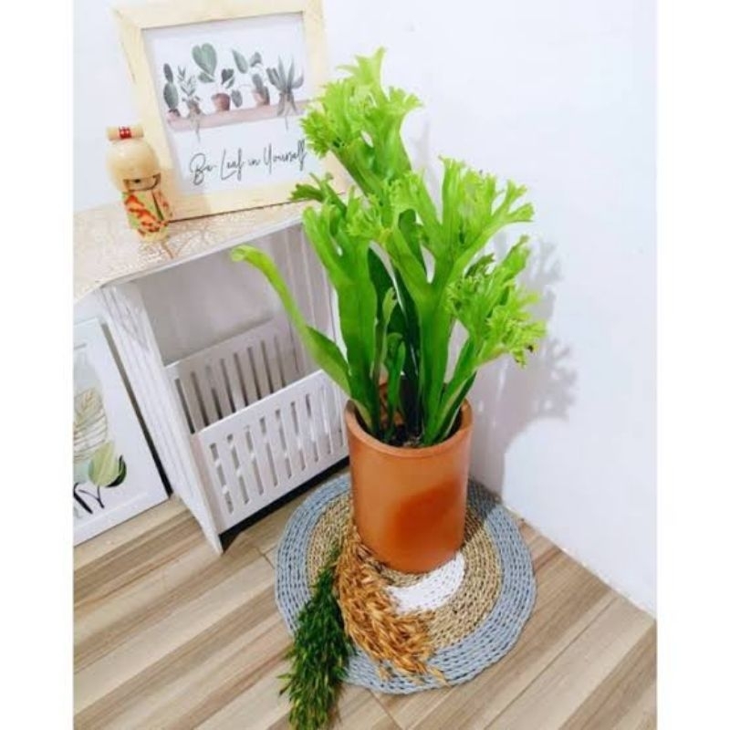 Tanaman hias kadaka tanah tanduk rusa - Kadaka tanduk rusa