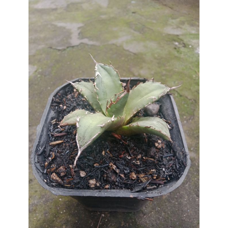 Agave titanota Fo 76