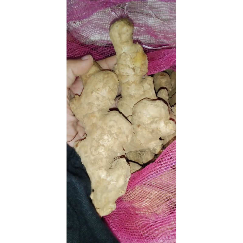 

Jahe gajah 250g, 500g & 1000g/jahe berkualitas