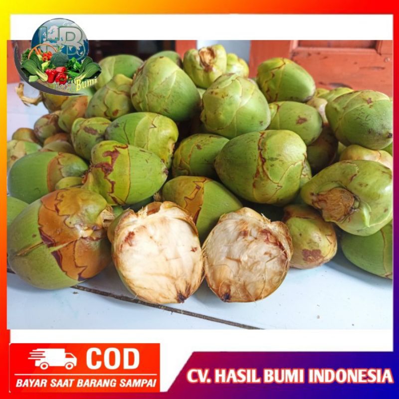 

cod termurah buah beluluk/pentil kelapa muda obat kutil perbiji AF