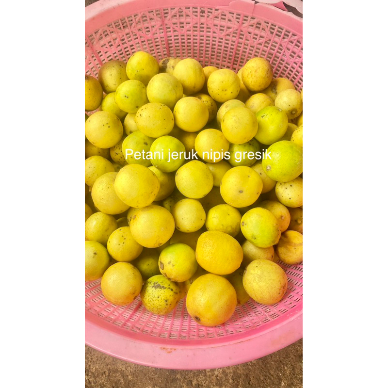 

jeruk nipis kuning 2kg lebih murah banyak air | pengiriman hanya wilayah jatim (karna tdk tahan pengiriman jauh)