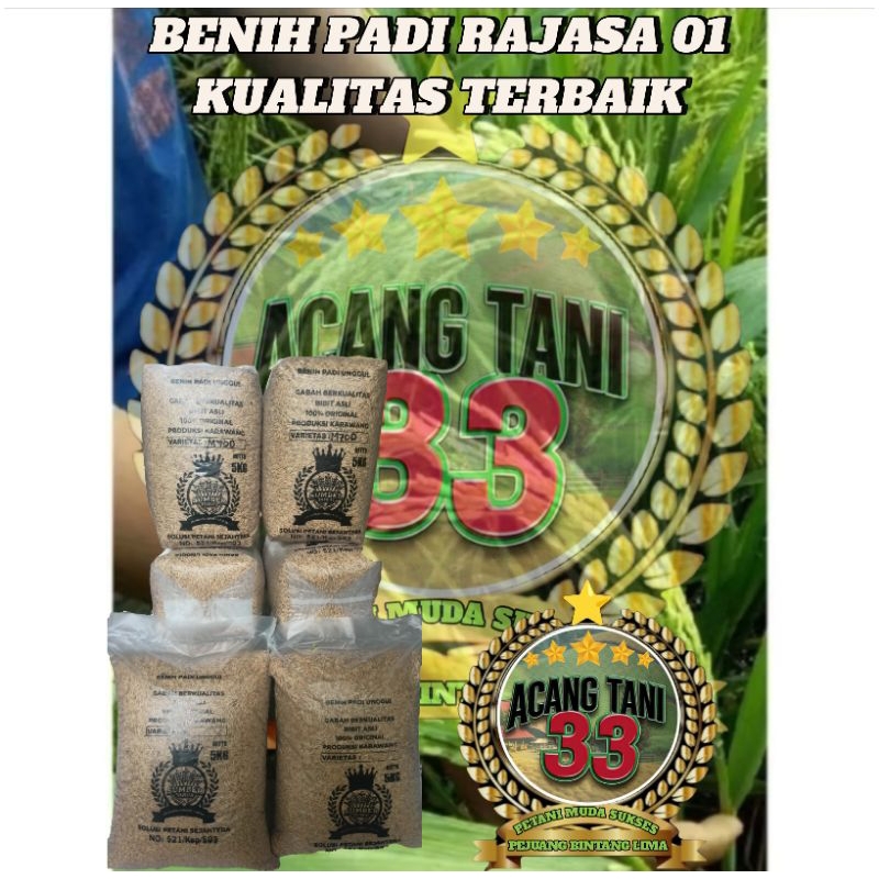 BENIH BIBIT PADI RAJASA,01 KUALITAS SUPER UNGGUL (5KG).