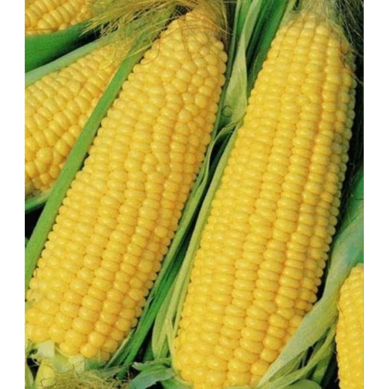 

Jagung Manis Satuan - 1 Pcs