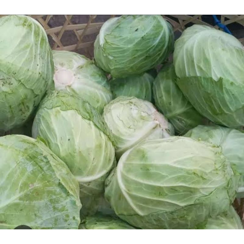 

sayur kubis 1buah