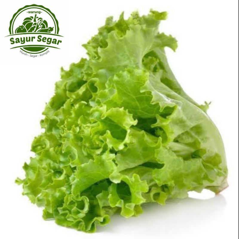 

Selada Keriting Segar - 500 Gram
