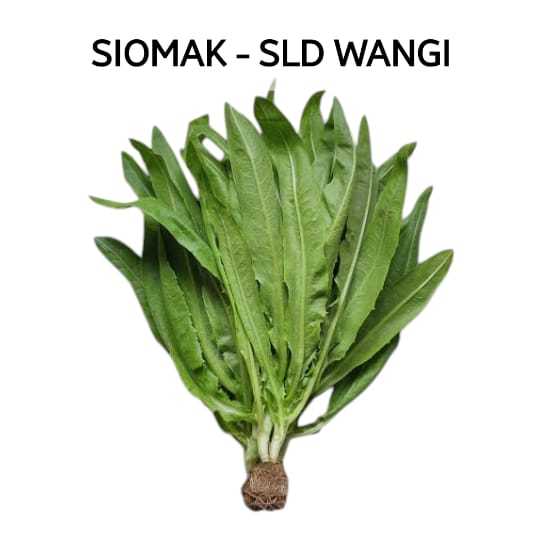 

Selada Wangi Siomak Hidroponik Sayuran Hijau
