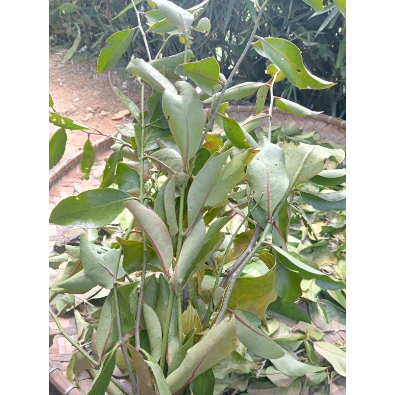 

Benalu gajah benalu Jambu biji 100% kering herbal alami 250 gram
