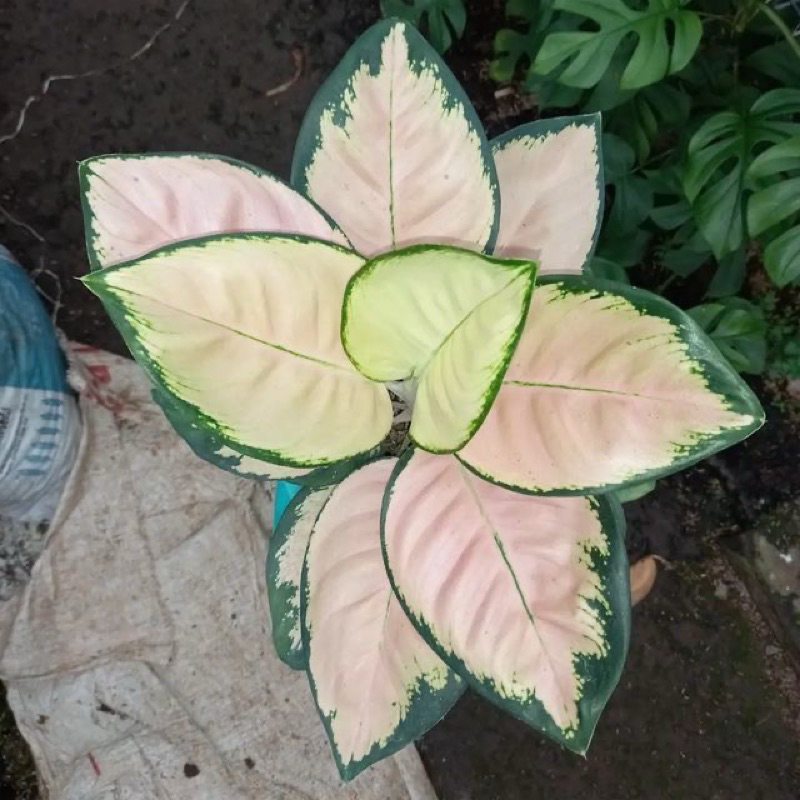 Tanaman hias aglonema kochin cahaya - Aglonema kochin cahaya