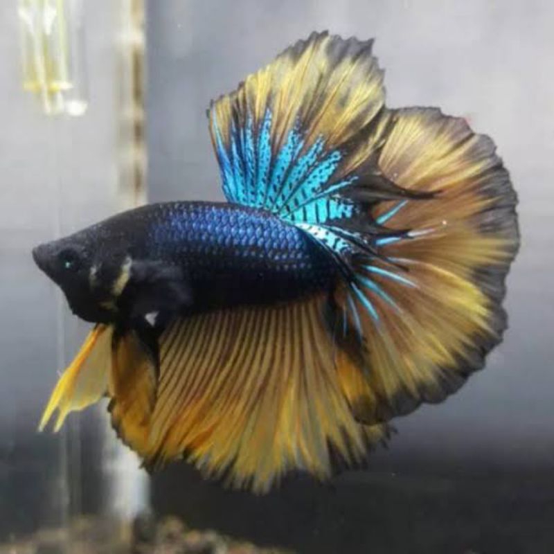 Realpict MG biru kuning / hijau kuning dan hm cooper male