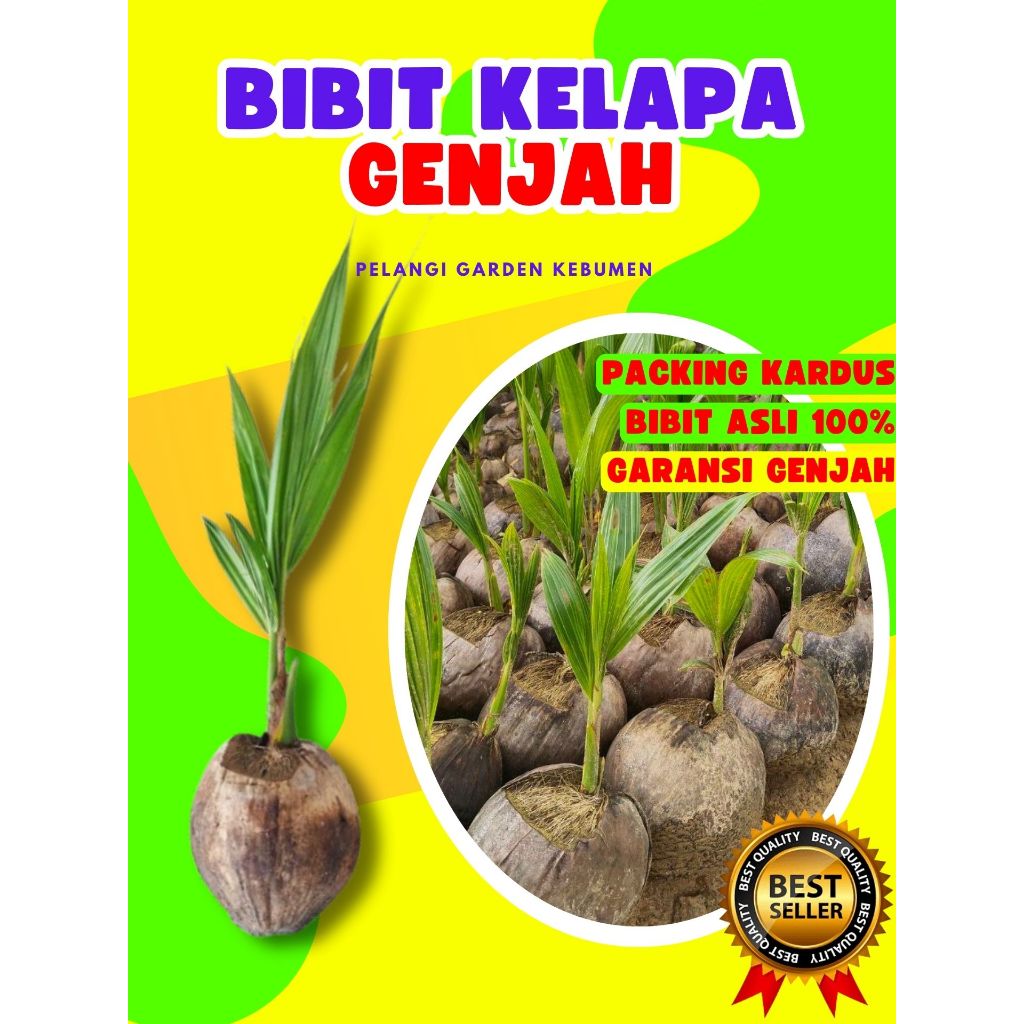 CEPAT BUAH..  Pohon Kelapa Hibrida Hijau Jumbo, Pohon Kelapa Hijau Asli, Pohon Kelapa Hijau Hibrida