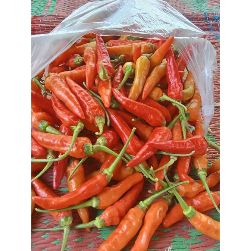 

cabe burung/cabe setan 250 gr