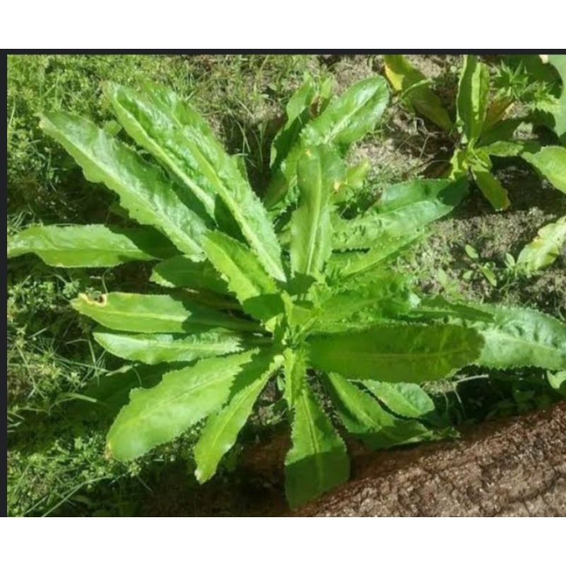 

jual daun walang sangit segar per200 gram