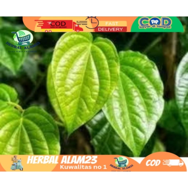 

Daun sirih segar per 1 lembar
