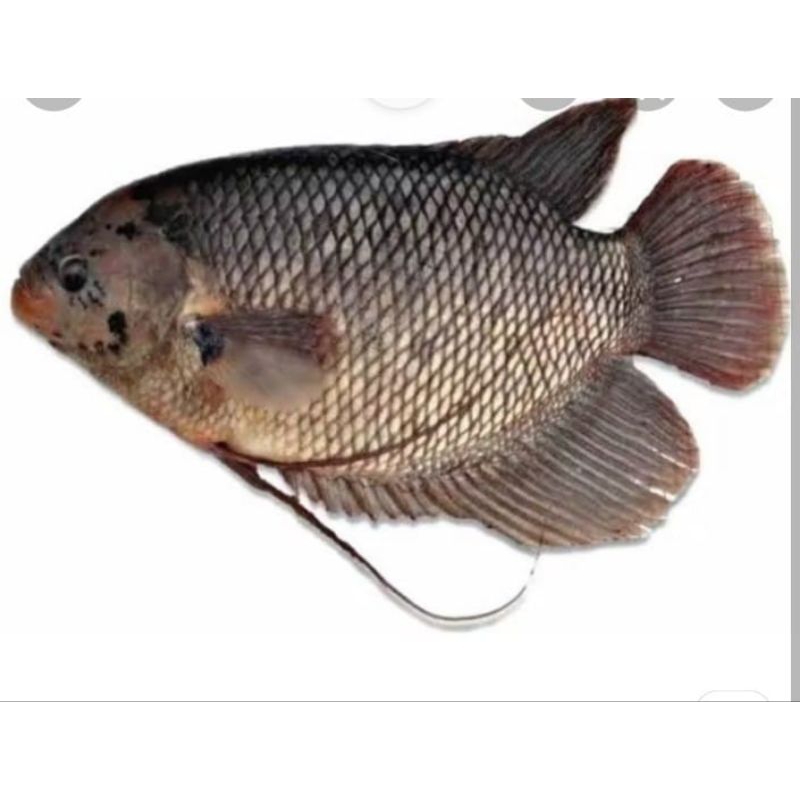 

ikan gurame segar 500g,1kg