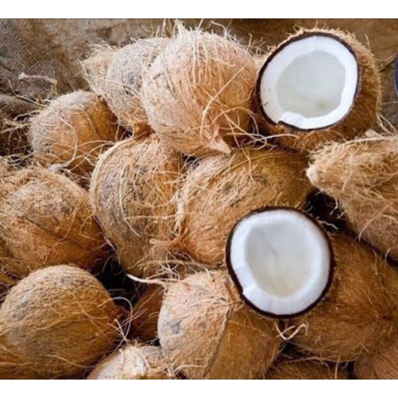 

Kelapa Tua untuk Santan Grade AB ( rata² 9 Ons lebih)