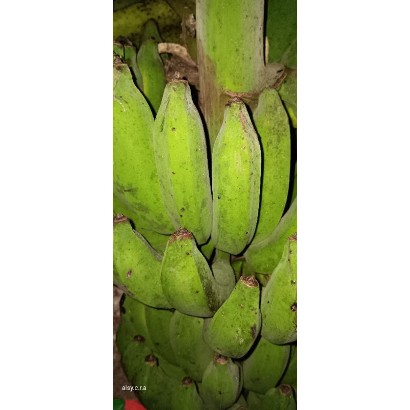 1KG PISANG RAJA BULU DIKIRIM KEADAAN MENTAH