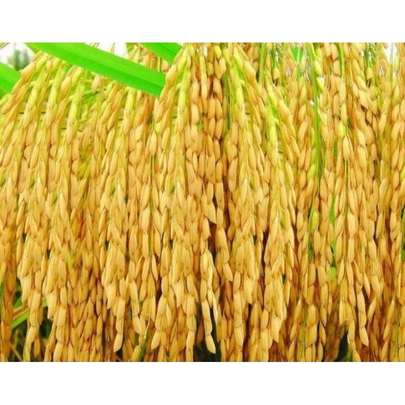 Benih padi Ciherang beruang (5kg)