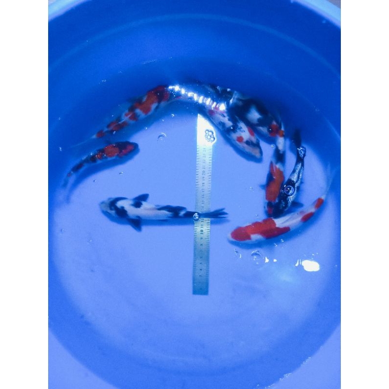 Koi bliTar jenis Showa