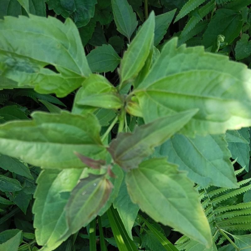 

Daun balakacida segar . herbal alami segala penyakit 1000 gram