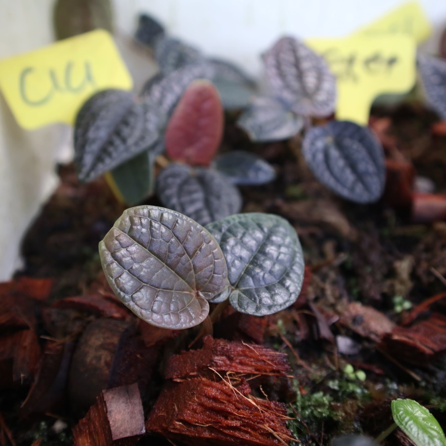 Tanaman Endemik Piper sp. Papua Hitam - Tanaman Endemik Indonesia