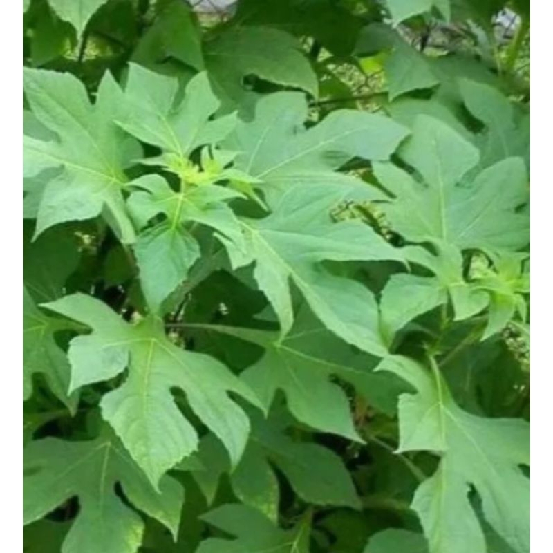 

Jual daun insulin segar organik 250 g